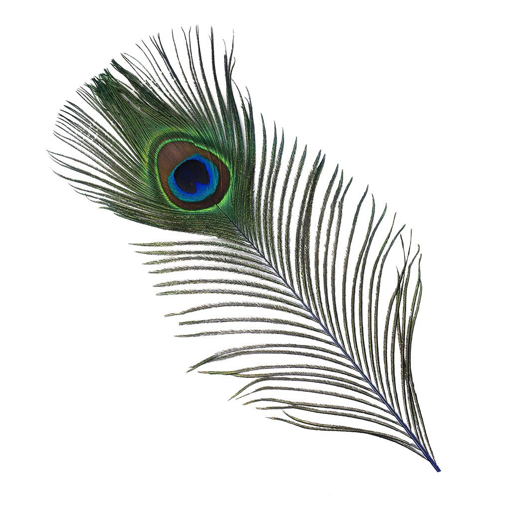 Peacock Feather Eyes Dyed Stem Royal