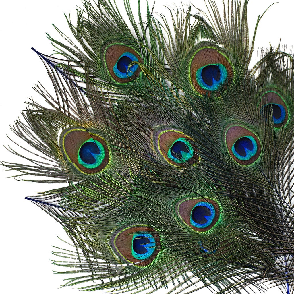 Peacock Feather Eyes Dyed Stem Royal