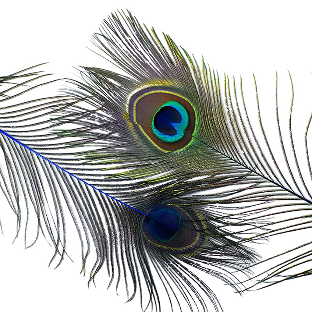 Peacock Tail Eyes Stem Dyed - Royal