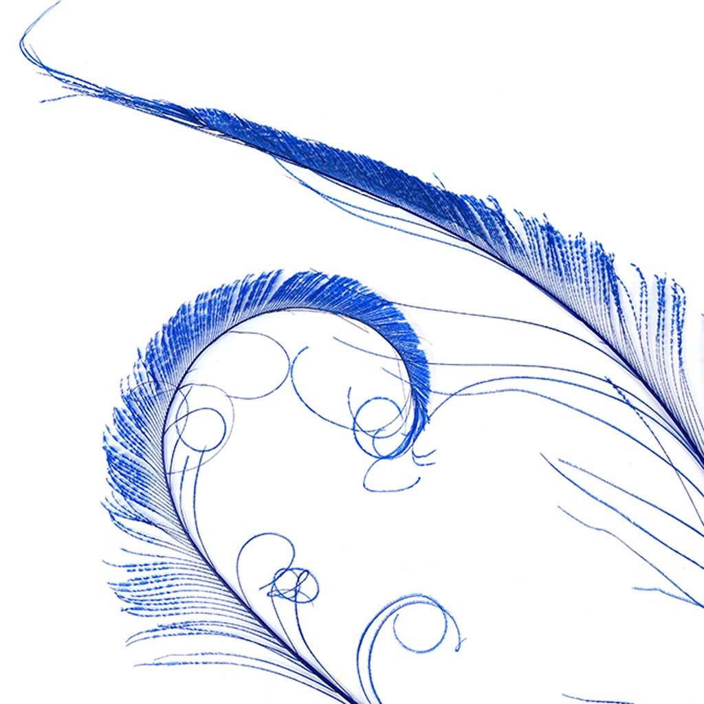 Peacock Swords Bleached Dyed - Royal