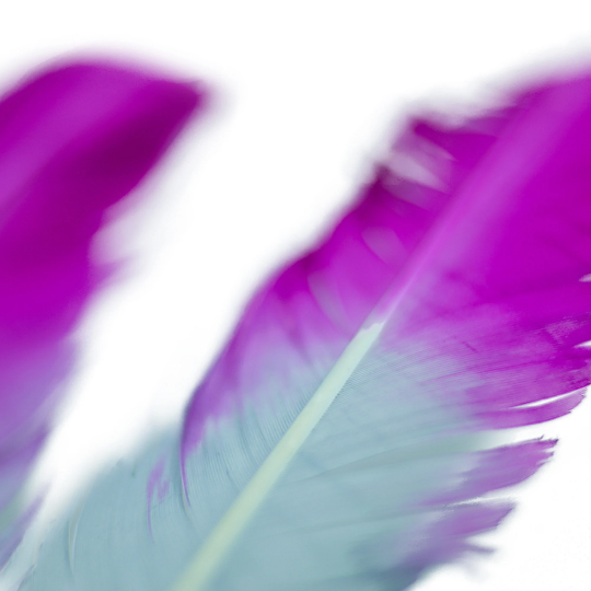 Ombre Turkey Quill Feathers 10-12" Dip .25 lb - Very Berry/Silver