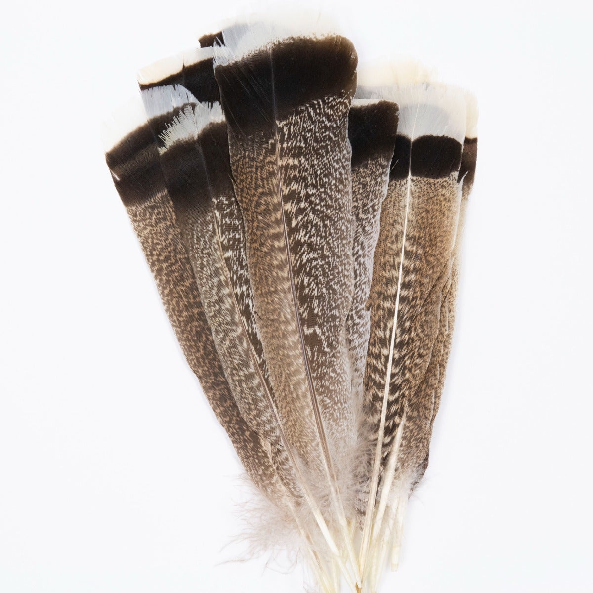 Natural Turkey Tails Selected Feathers - Black-Eggshell-Natural - 10 to 12-inch - 12 Pieces