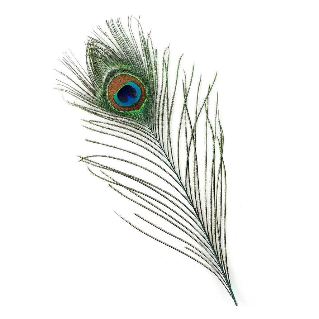 Peacock Feather Eyes Dyed Stem Lt Turquoise