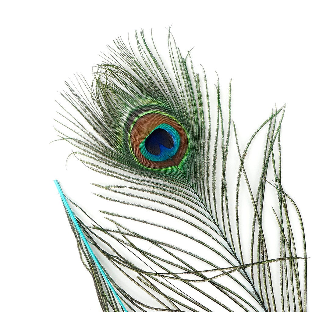 Peacock Feather Eyes Dyed Stem Lt Turquoise