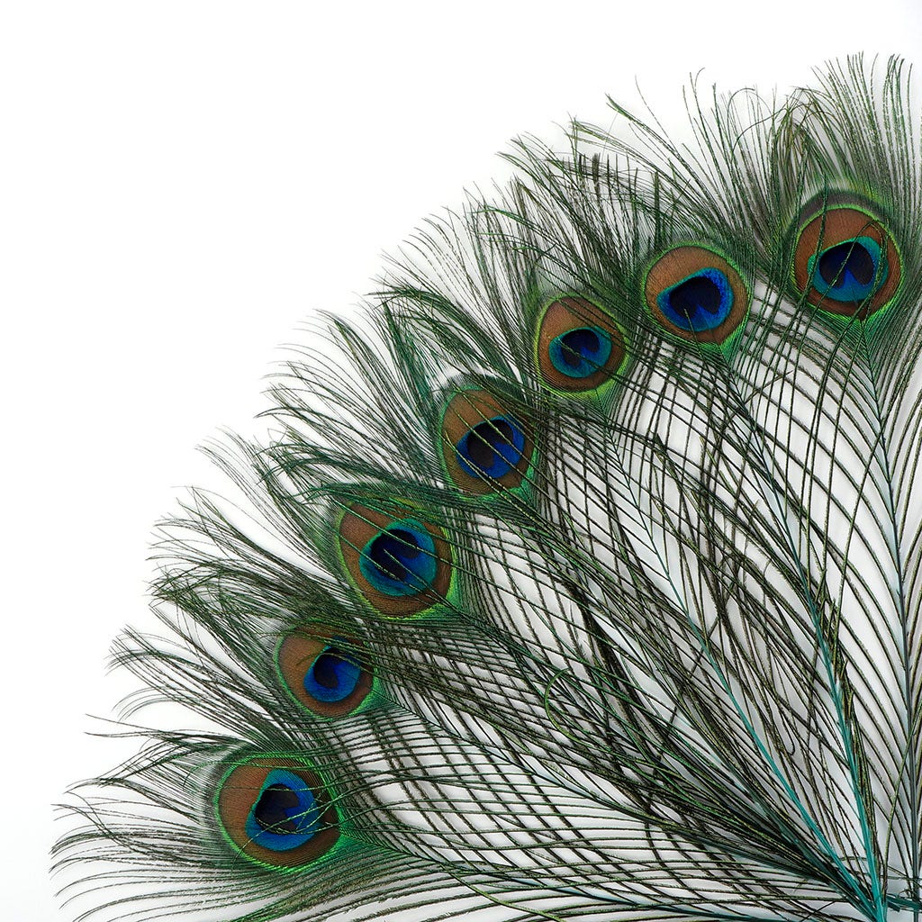 Peacock Feather Eyes Dyed Stem Lt Turquoise