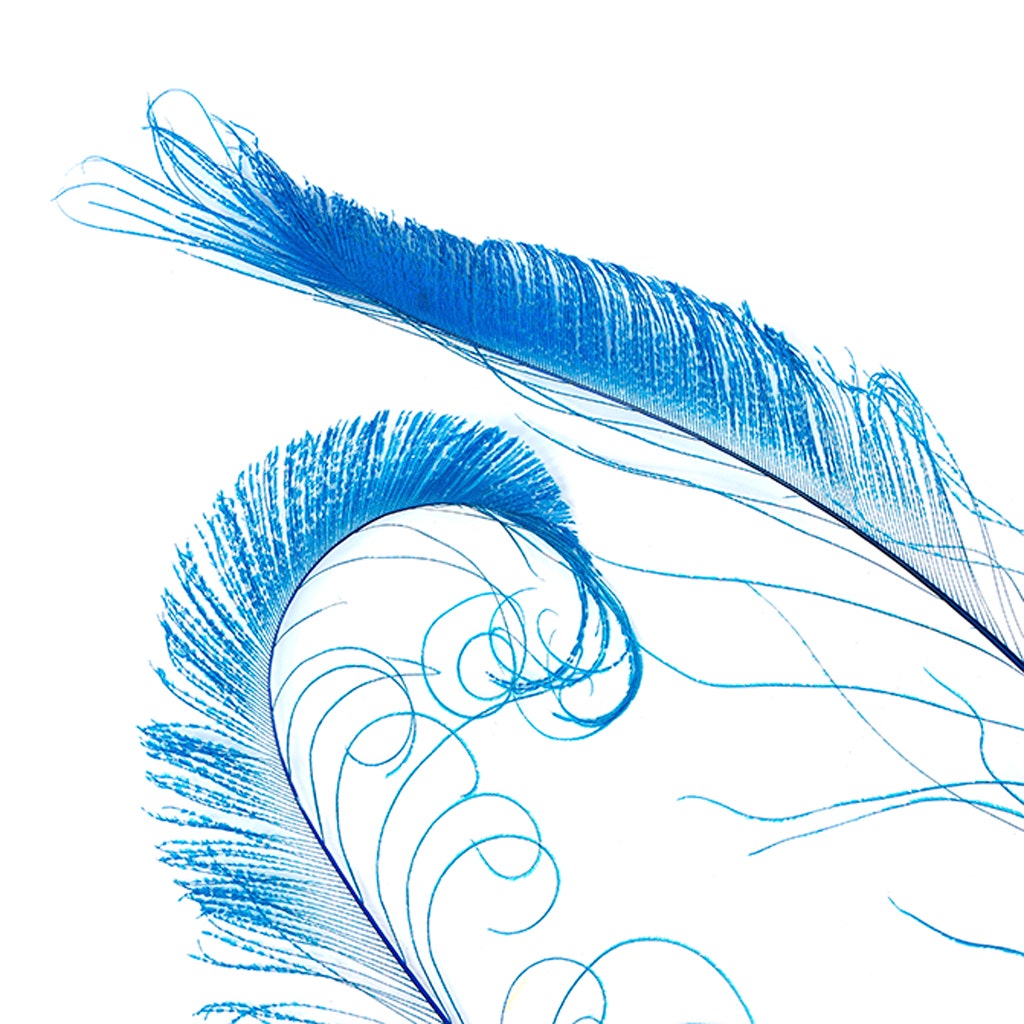 Peacock Swords Bleached Dyed - Dark Turquoise