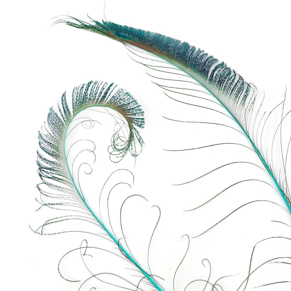 Bulk Peacock Sword Feathers Stem Dyed - 100 pc - 25-40" - Light Turquoise