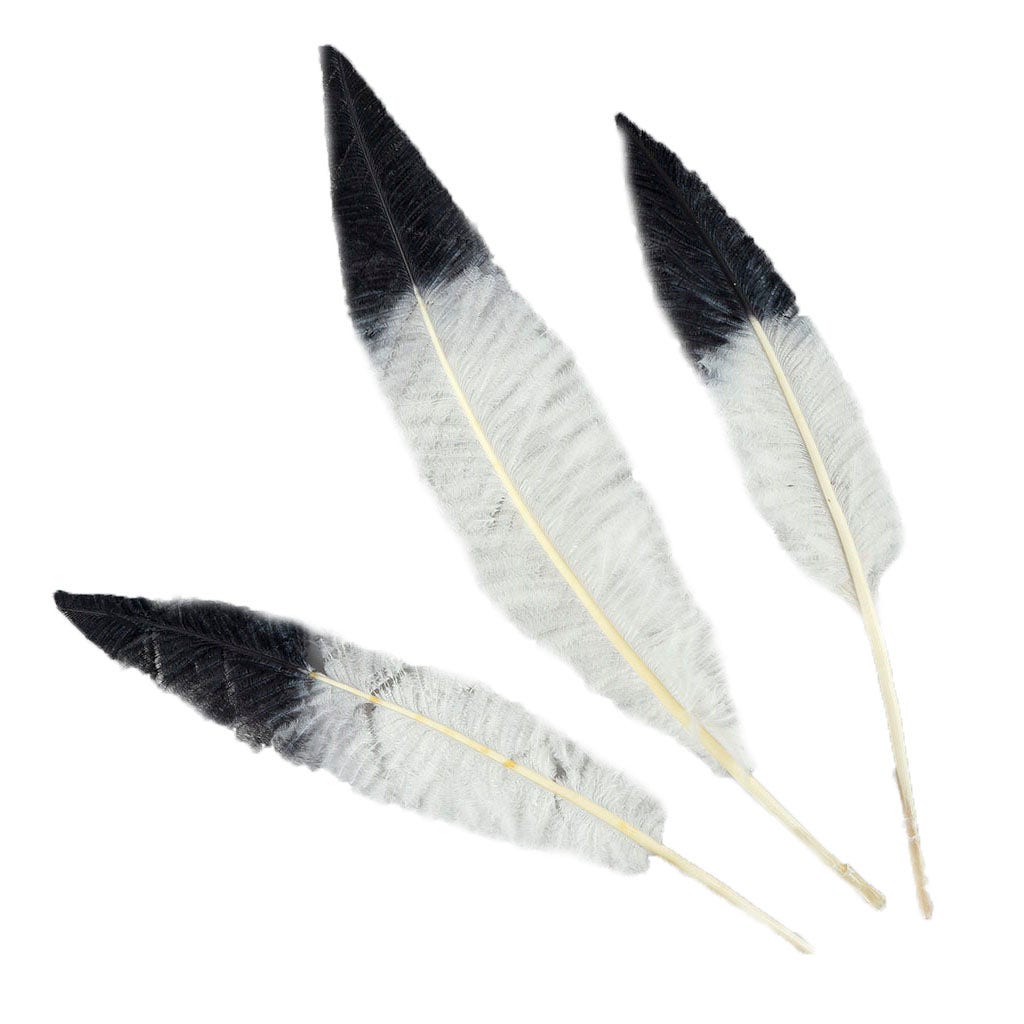 Black Feathers –  by Zucker Feather Products, Inc.