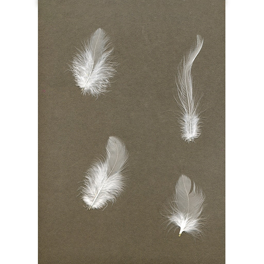 Rooster Hackle-White-Dyed - White