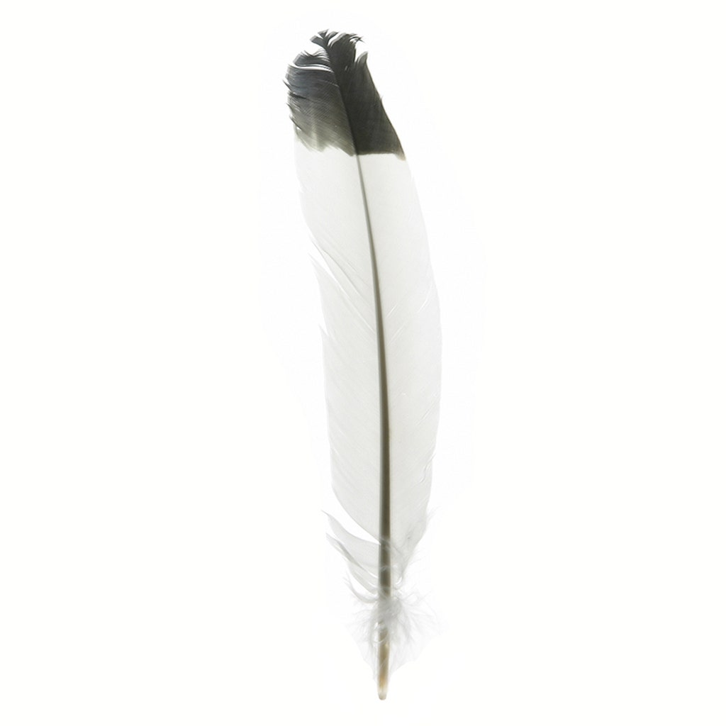 Immitation Eagle Feathers, Pkg of 4, White Feathers, Black and White Big  Feathers, Turkey Quill Feather 