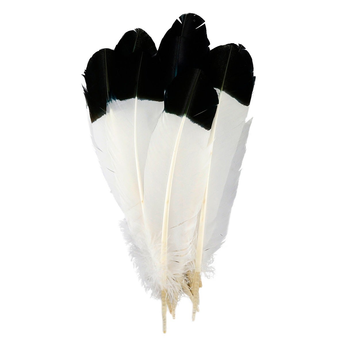Immitation Eagle Feathers, Pkg of 4, White Feathers, Black and White Big  Feathers, Turkey Quill Feather 