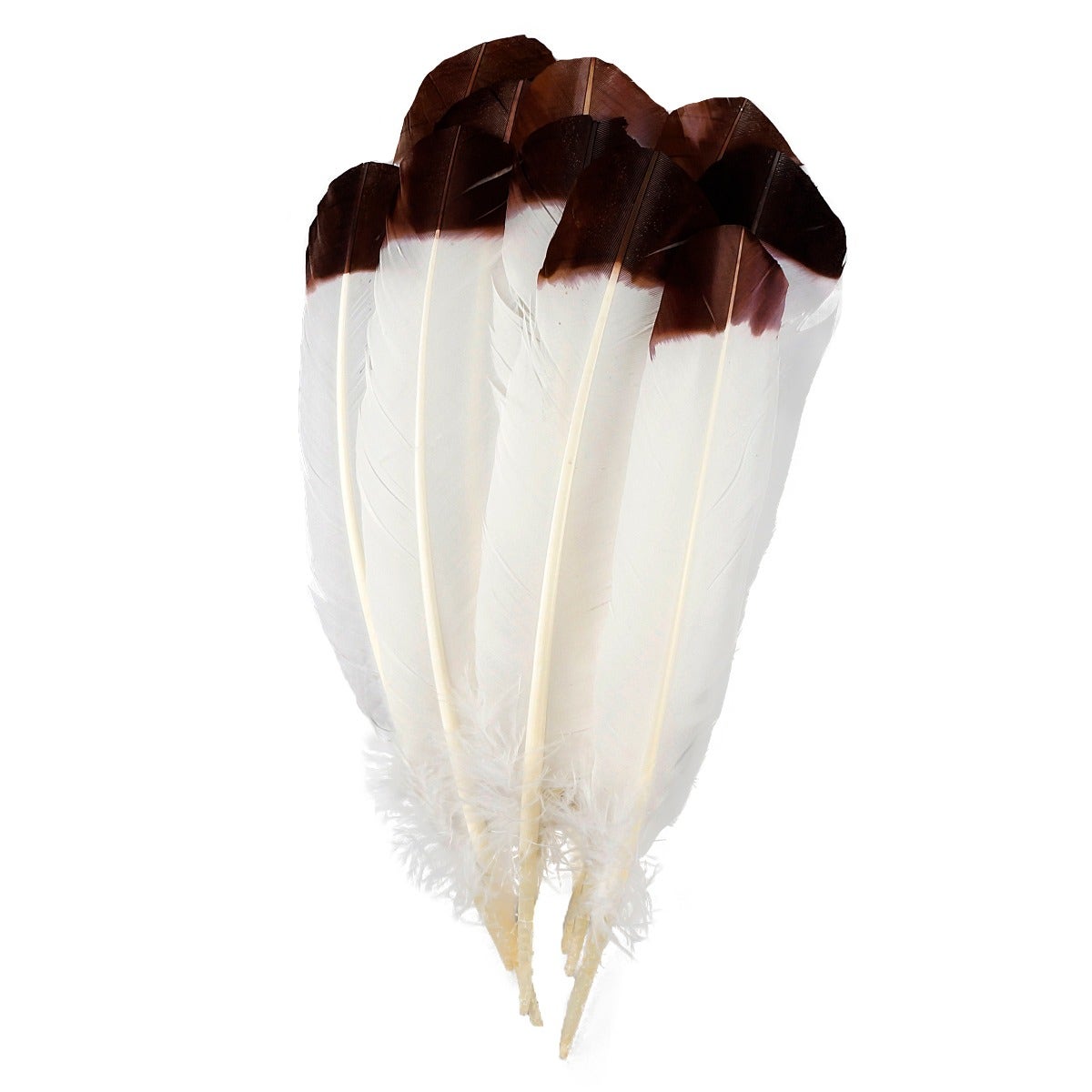 Immitation Eagle Feathers, Pkg of 4, White Feathers, Black and White Big  Feathers, Turkey Quill Feather 