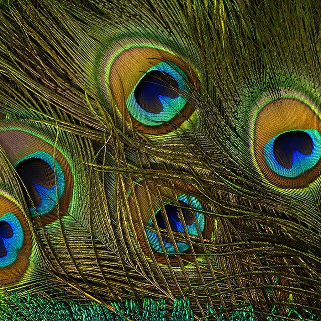 Peacock Feather Eyes Stem Dyed - Yellow