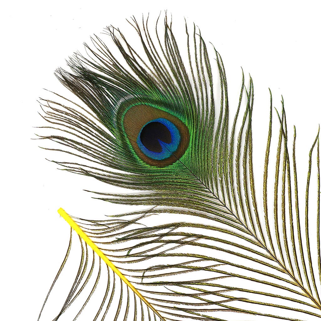 Peacock Feather Eyes Dyed Stem Yellow