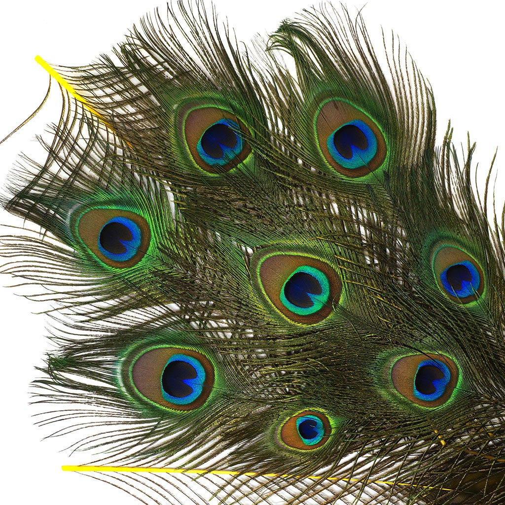 Peacock Feather Eyes Dyed Stem Yellow