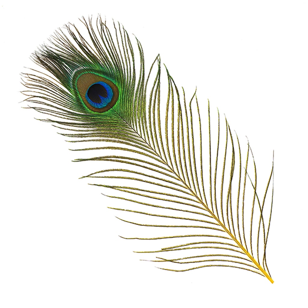 Bulk Peacock Eye Feathers (Full Eye) Stem Dyed 100 PC 8-15" - Yellow