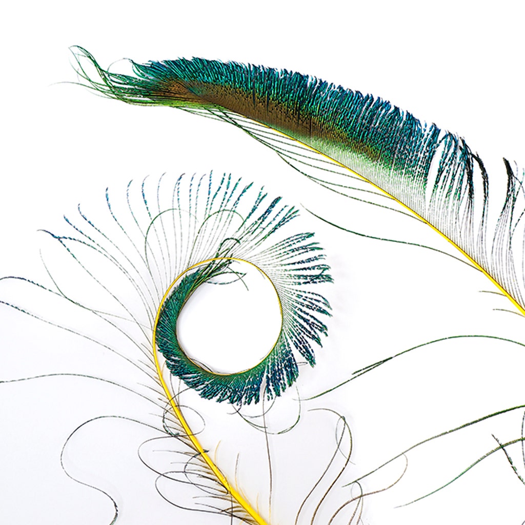 Peacock Swords Stem Dyed - Yellow