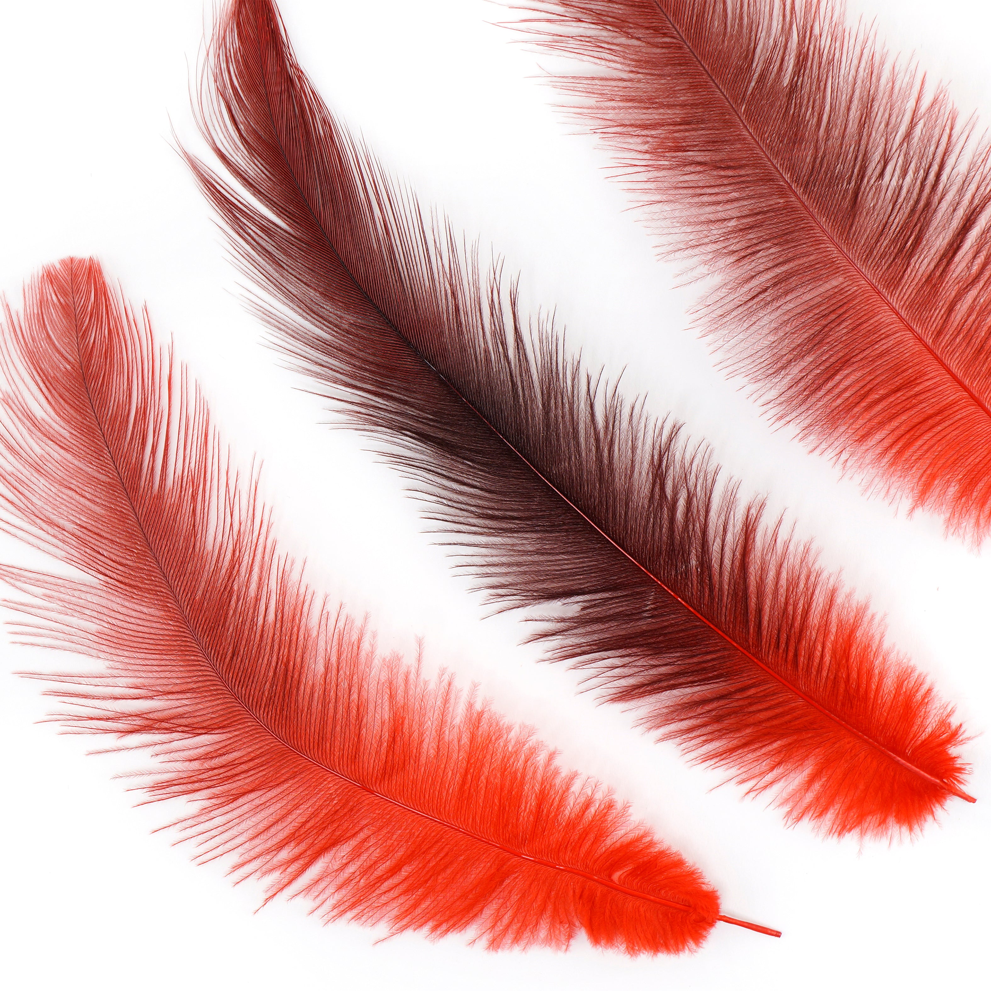 Rhea Tail Feathers – featherplace.com by Zucker Feather Products, Inc.