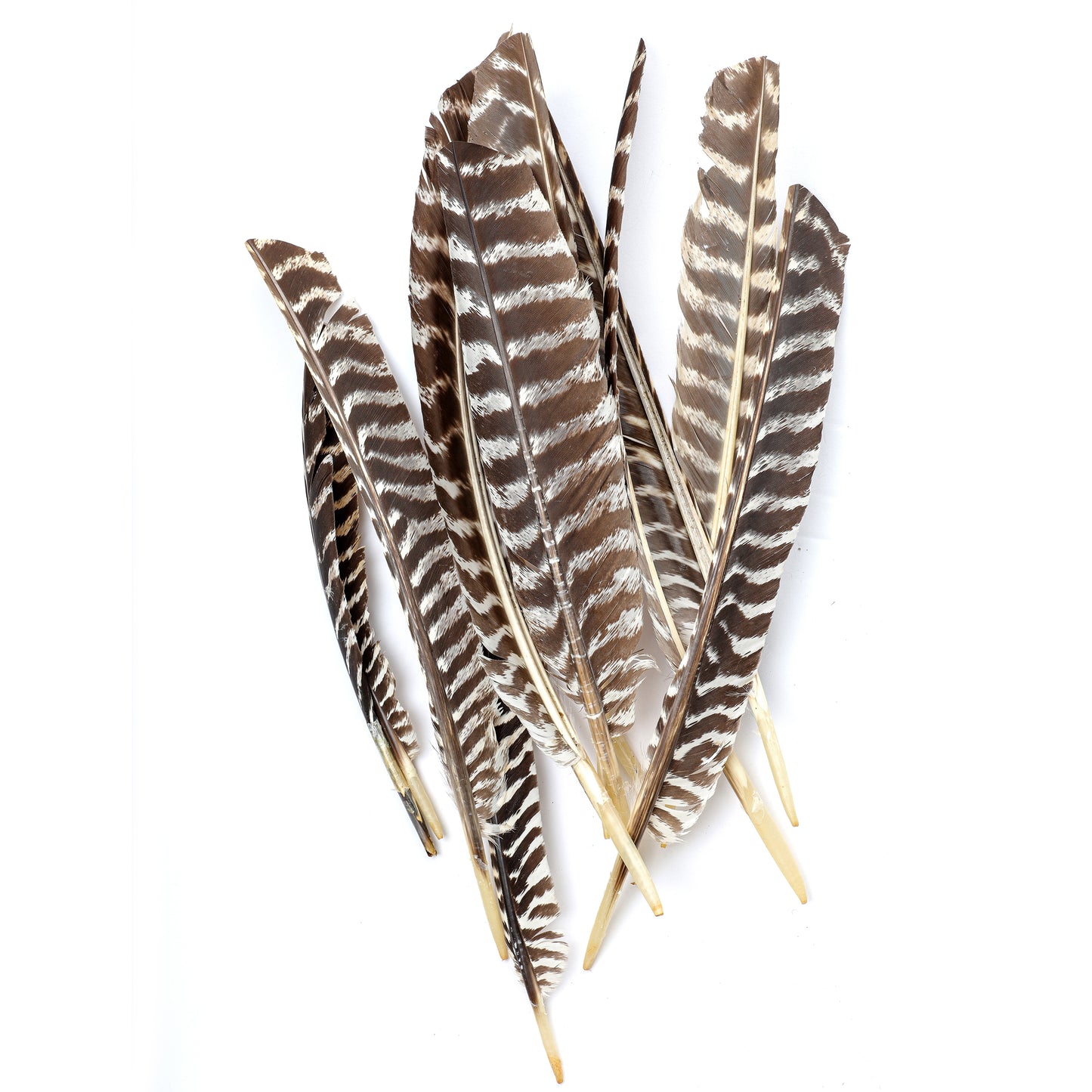 Barred Turkey Pointer Feathers - Left Wing - 12 pc - Natural