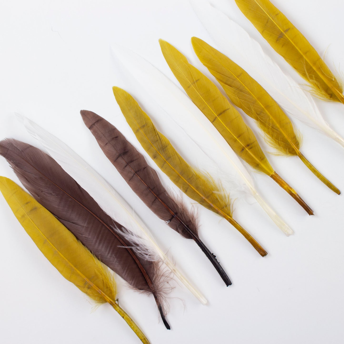 Duck Cosse Feathers 3-6" 24 pcs - Earth