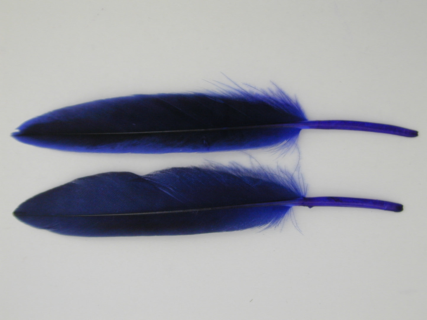 6 Blue Feathers