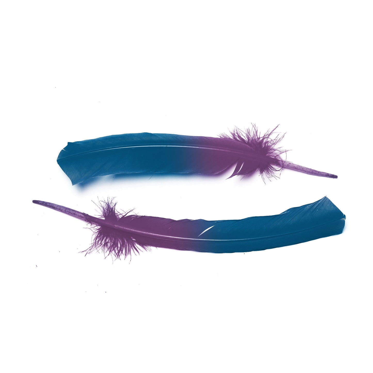 Ombre Turkey Quill 10-12" Left Wing Tip Silver .25 lb - Dark Turquoise-Purple