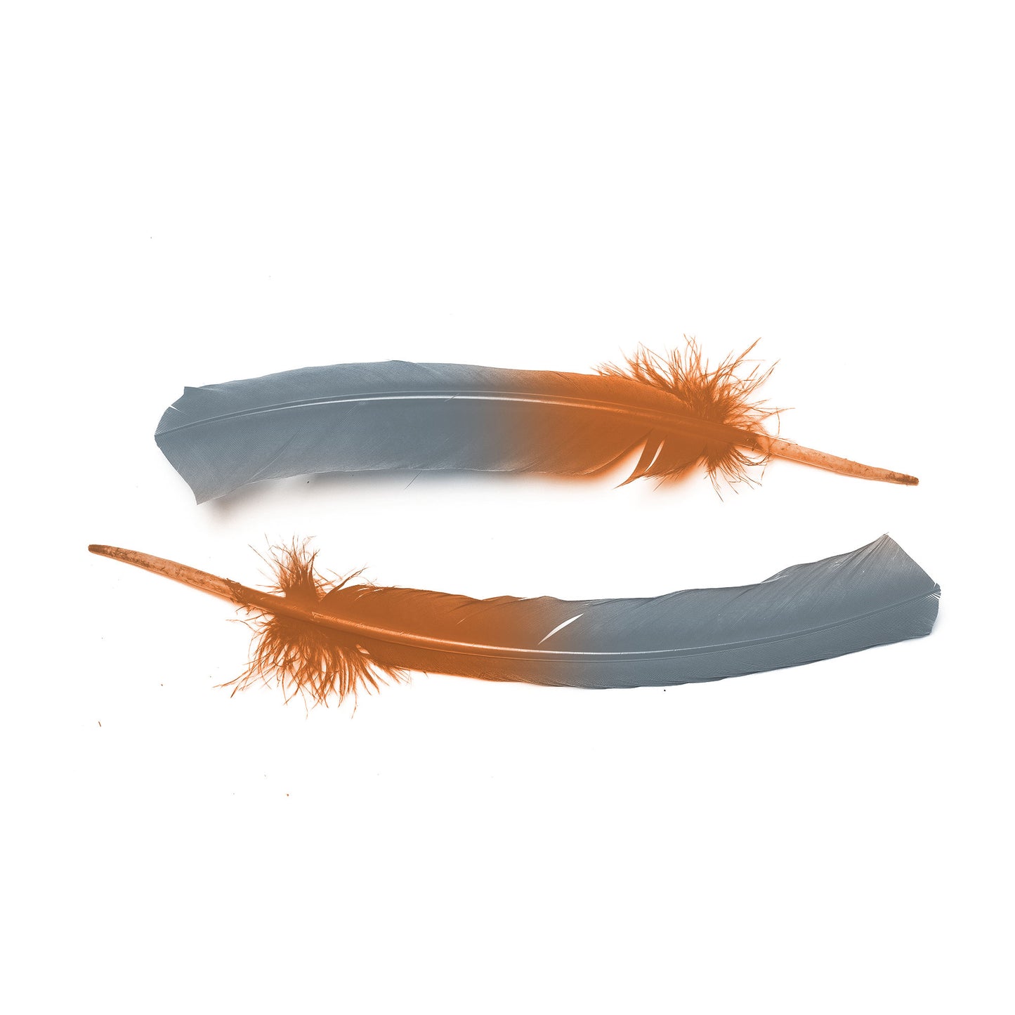 Ombre Turkey Quill 10-12" Left Wing Tip Silver .25 lb - Silver-Orange