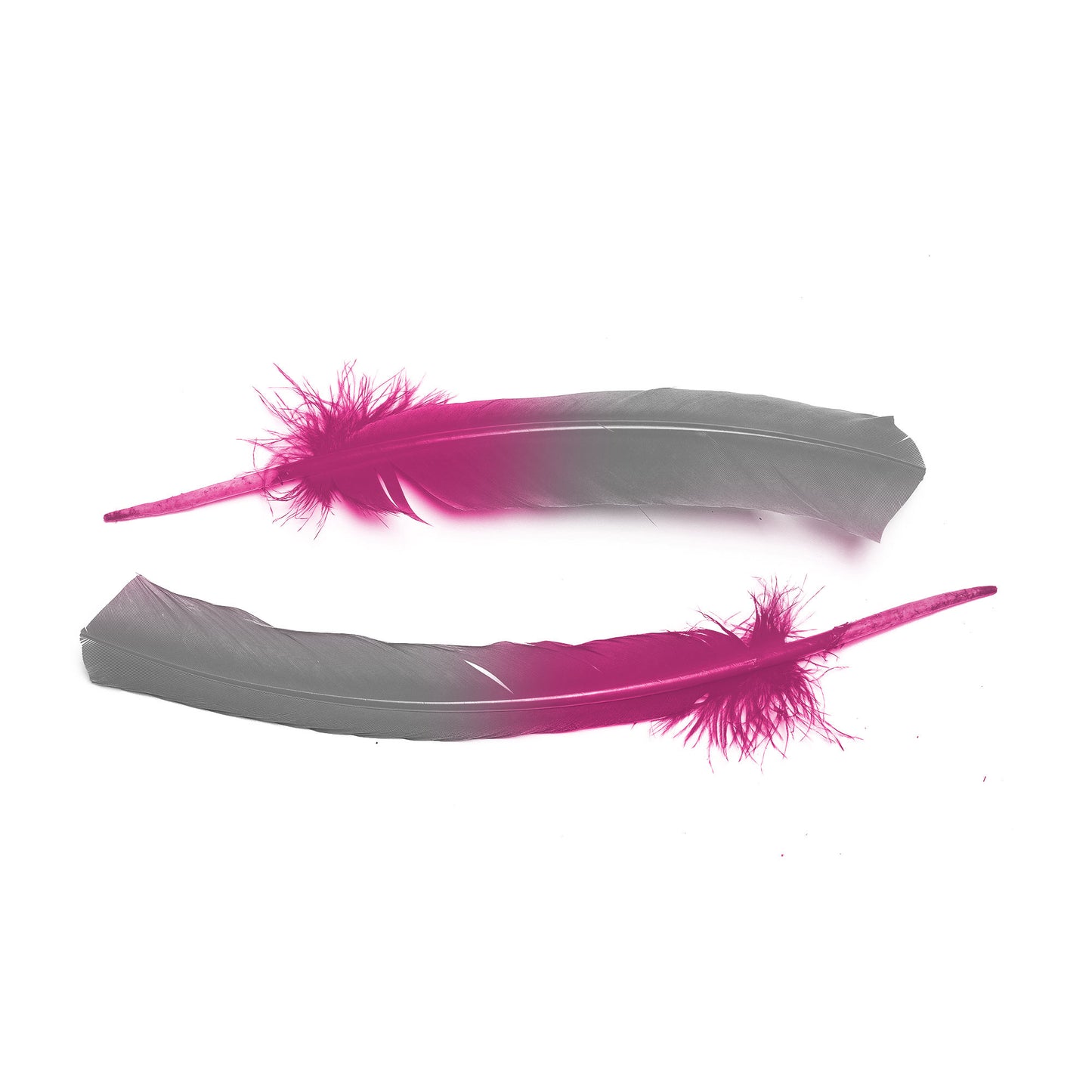 Ombre Turkey Quill 10-12" Right Wing Tip Silver .25 lb - Silver-Shocking Pink