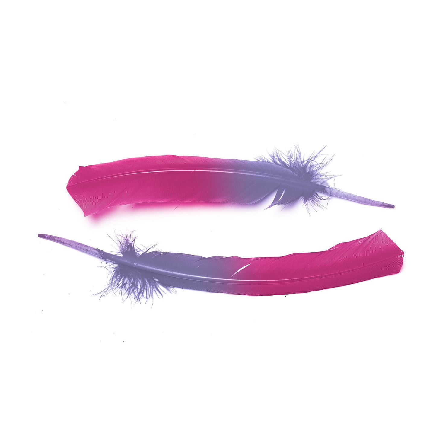 Ombre Turkey Quill 10-12" Left Wing Tip Silver .25 lb - Shocking Pink-Lavender