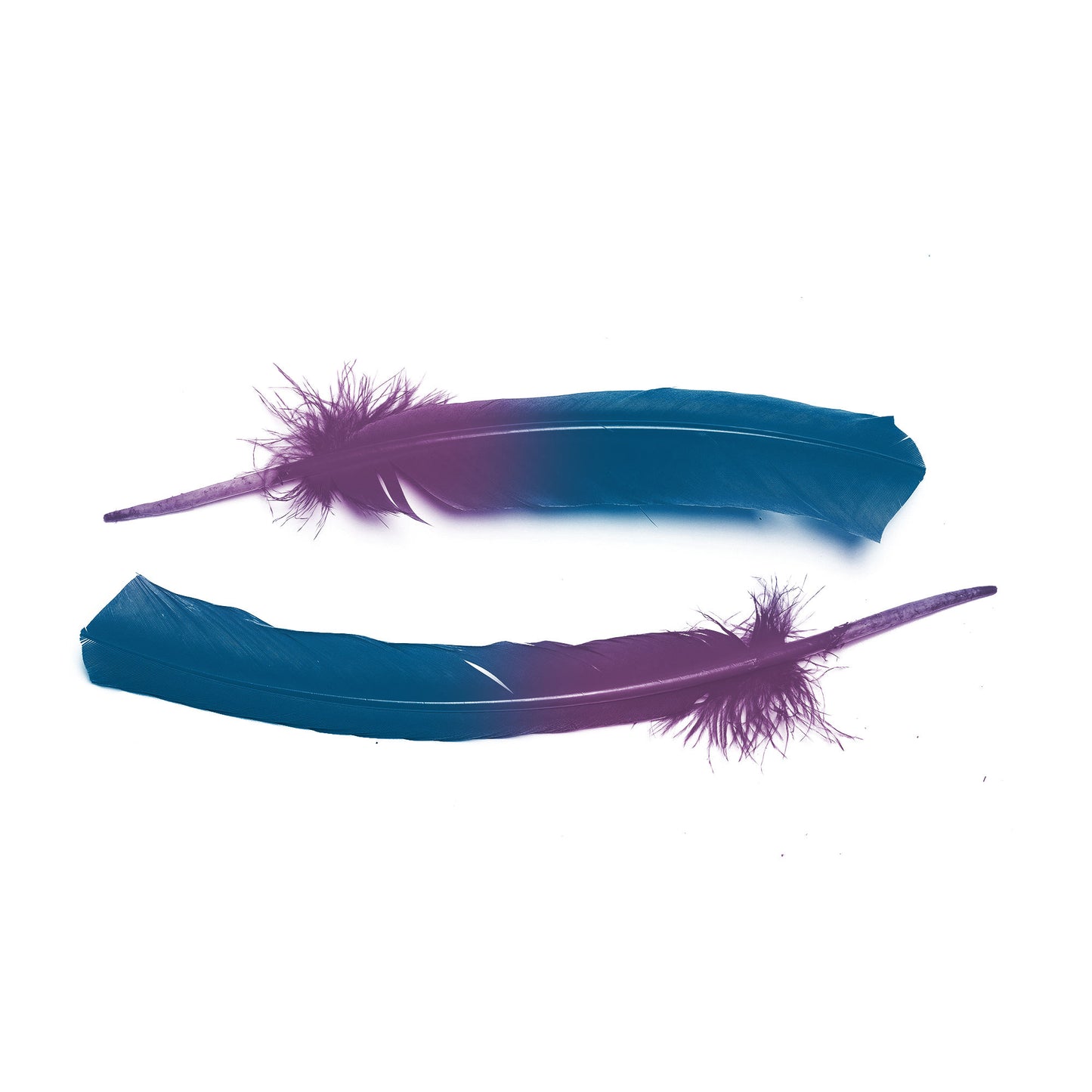 Ombre Turkey Quill 10-12" Right Wing Tip Silver .25 lb - Dark Turquoise-Purple