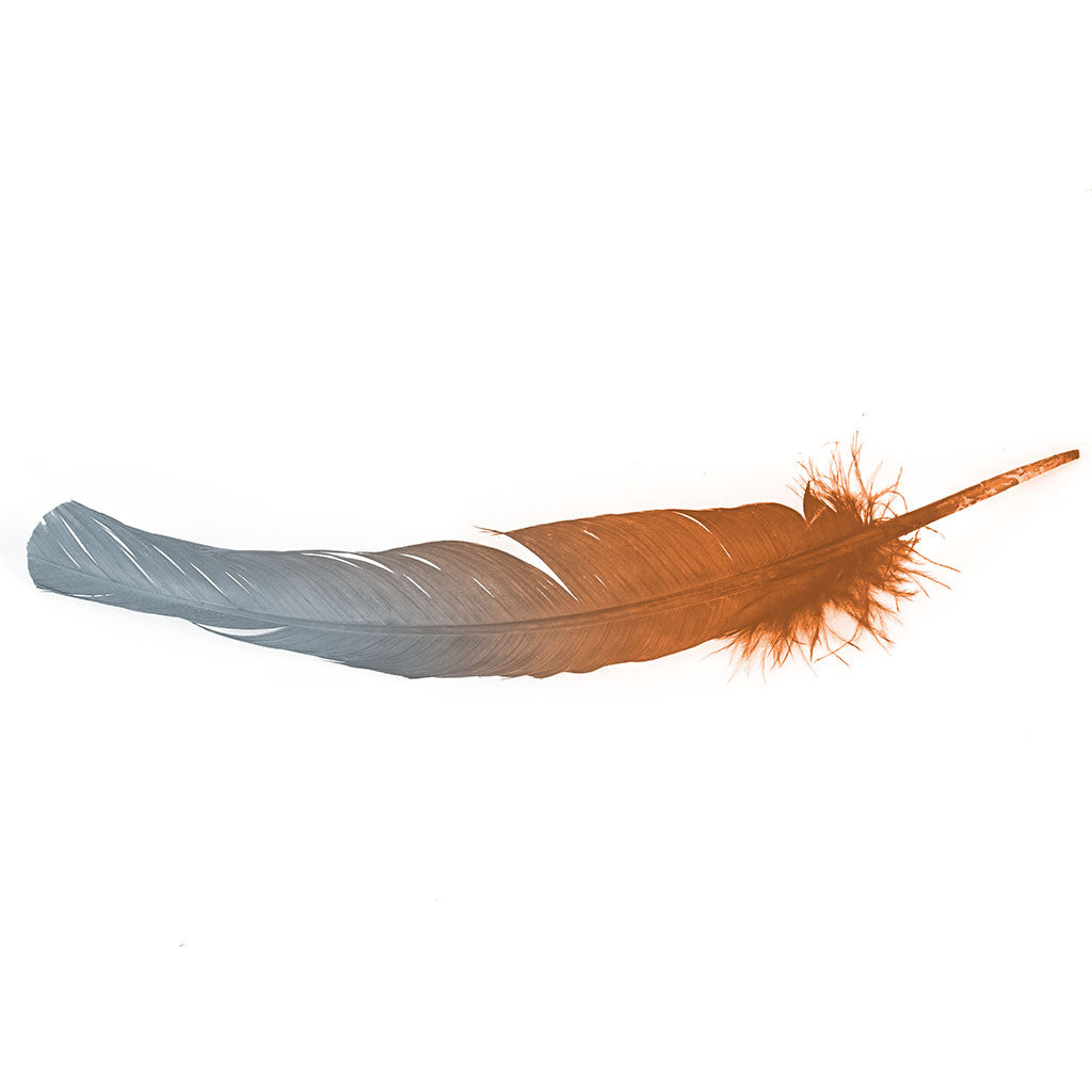 Ombre Turkey Quill 10-12" Right Wing Tip Silver .25 lb - Silver-Orange