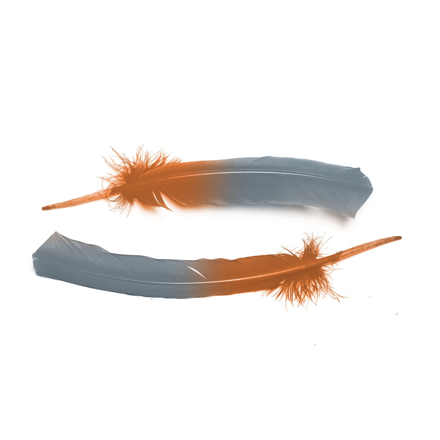 Ombre Turkey Quill 10-12" Right Wing Tip Silver .25 lb - Silver-Orange