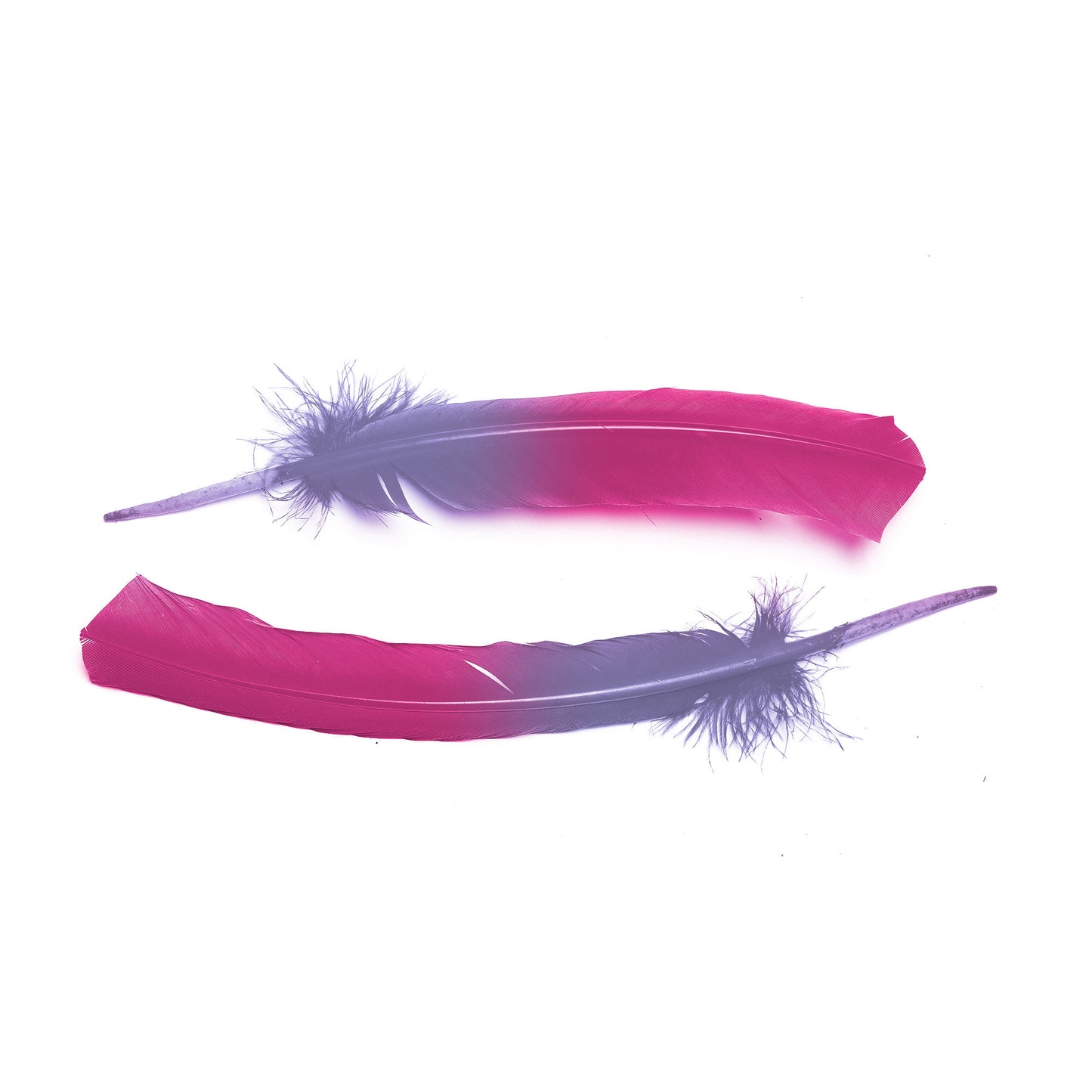 Ombre Turkey Quill 10-12" Right Wing Tip Silver .25 lb - Shocking Pink-Lavender