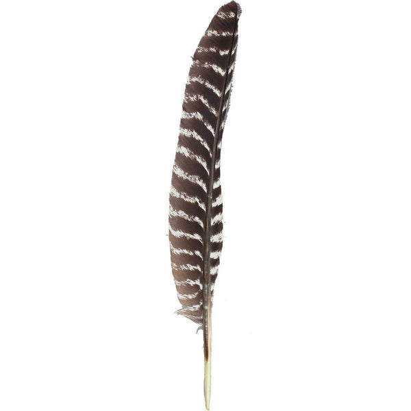 Natural Barred Turkey Right Wing Pointers | Zebra Striped Feathers ...