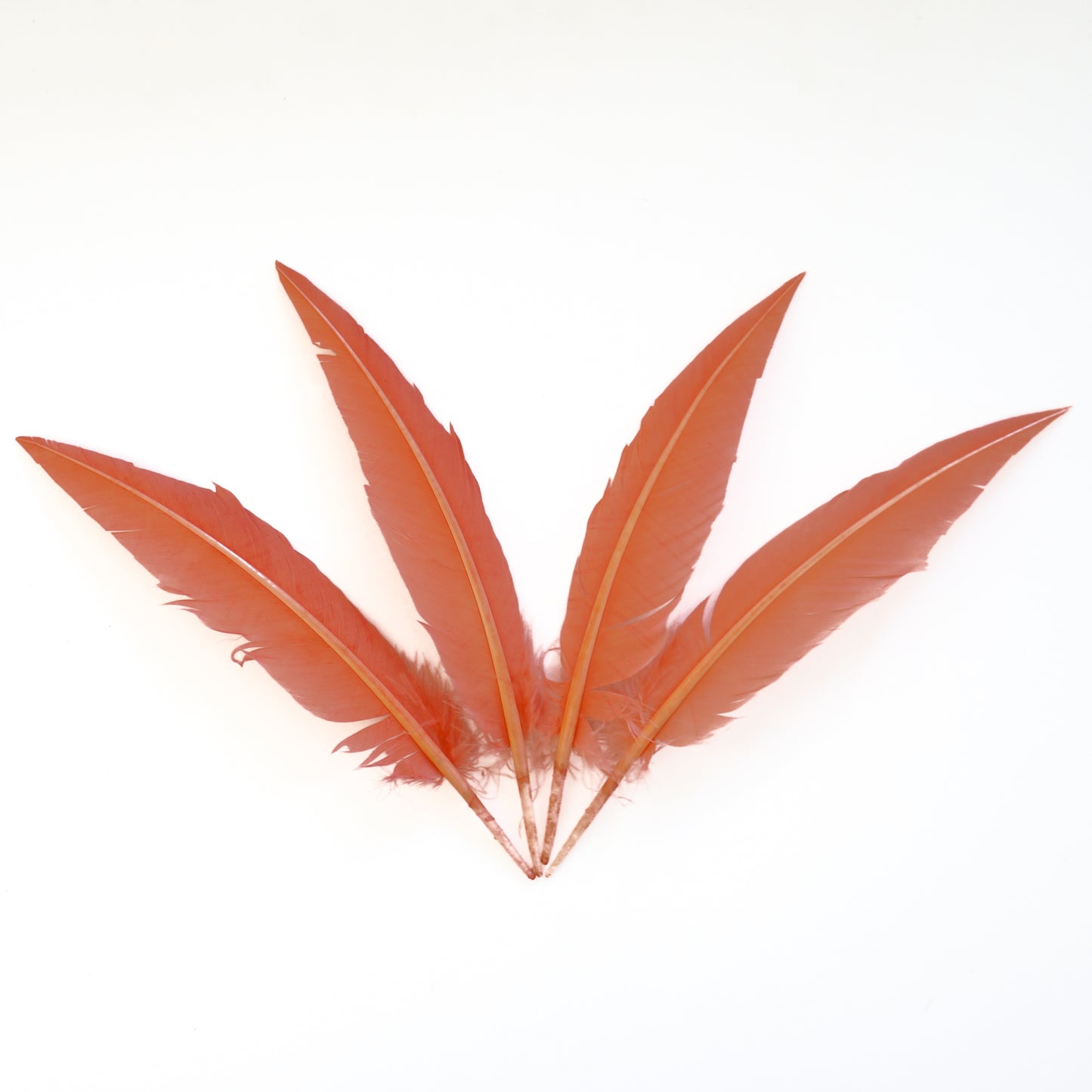 Dagger Turkey Quill Feathers 9-12"- Apricot Blush