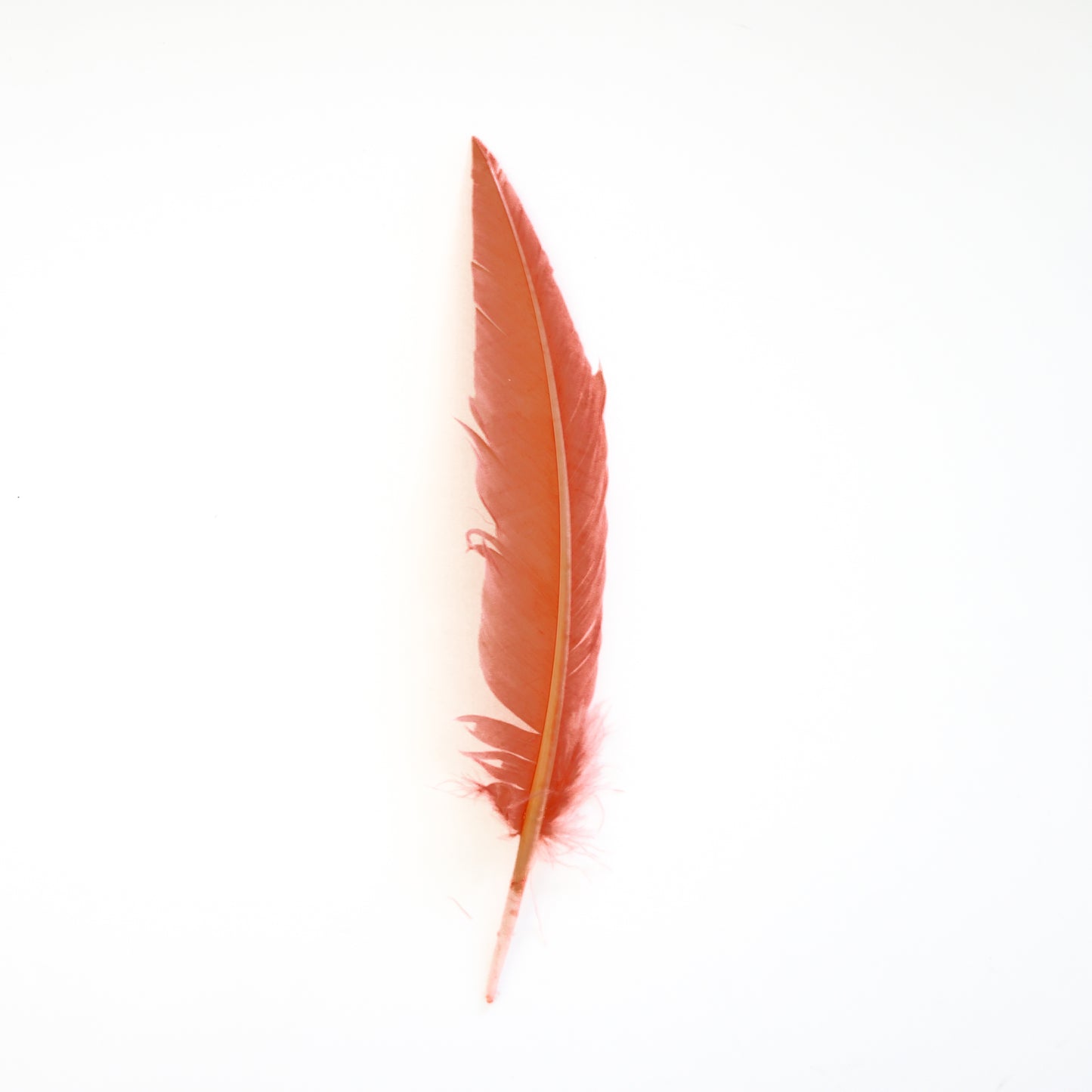 Dagger Turkey Quill Feathers 9-12"- Apricot Blush