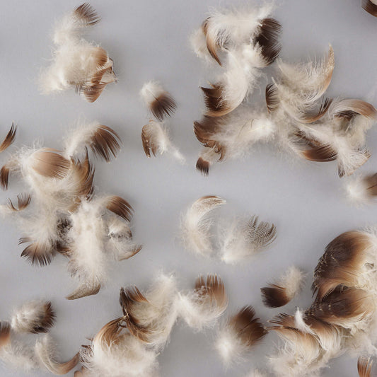 Wood Duck Plumage Feathers Natural