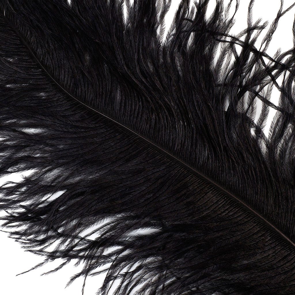 Large Ostrich Feathers - 24-30" Prime Femina Plumes - Black