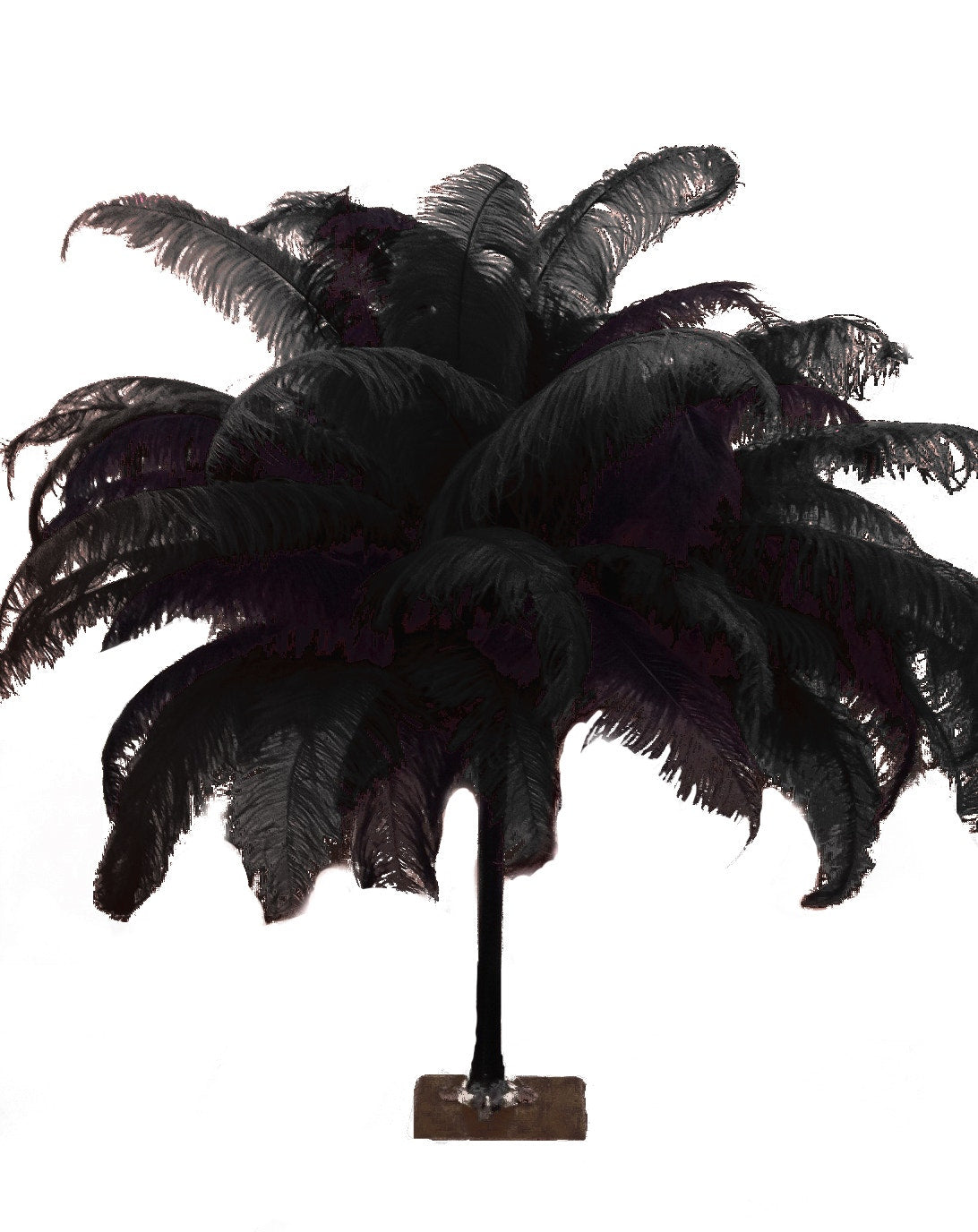 Large Ostrich Feathers - 18-24" Spads - Black