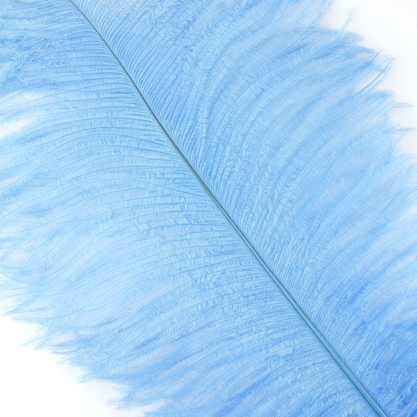 Large Ostrich Feathers - 18-24" Spads - Sky