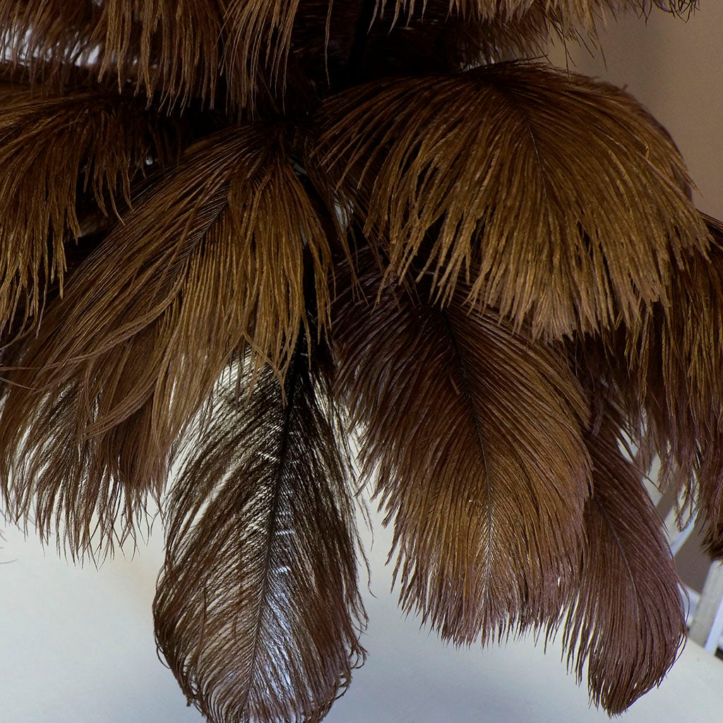 Brown Ostrich Feather, Large Feathers
