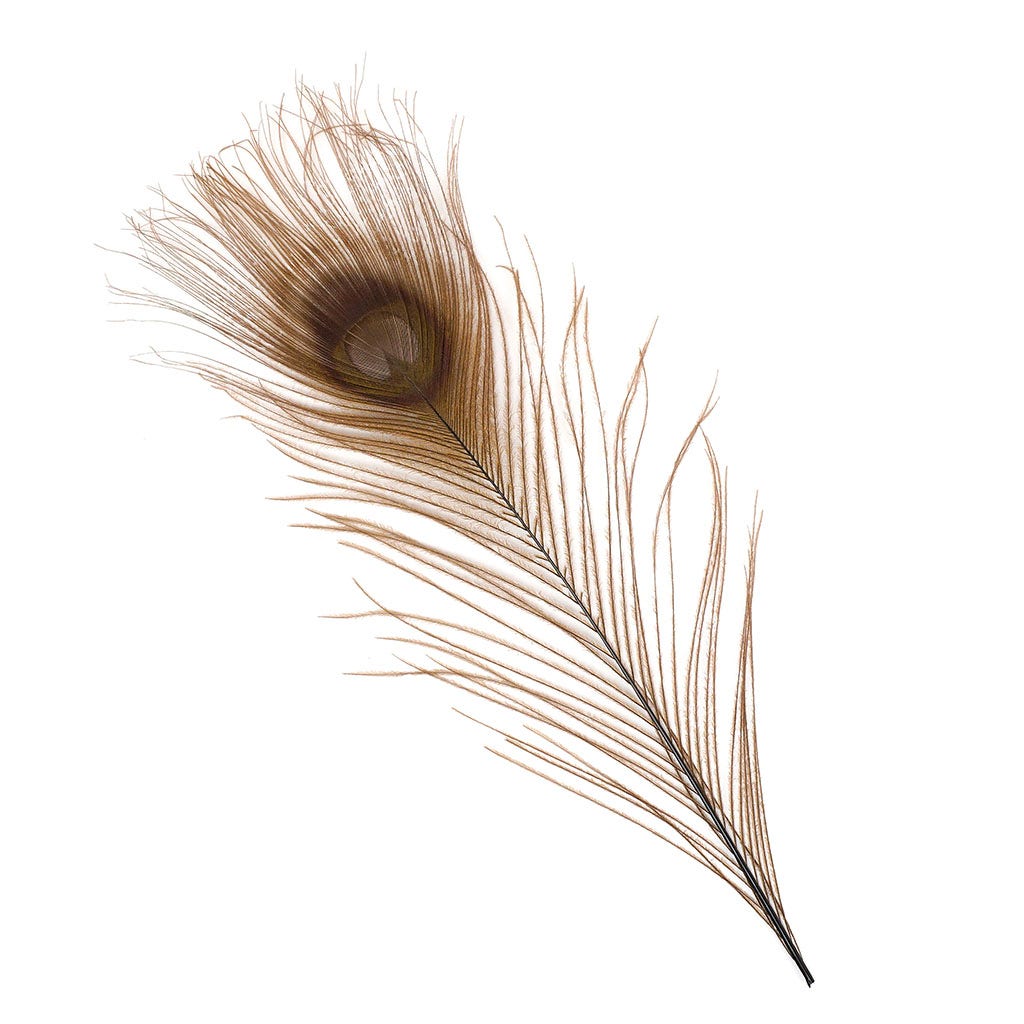 Peacock Feather Eyes Bleached & Dyed Brown