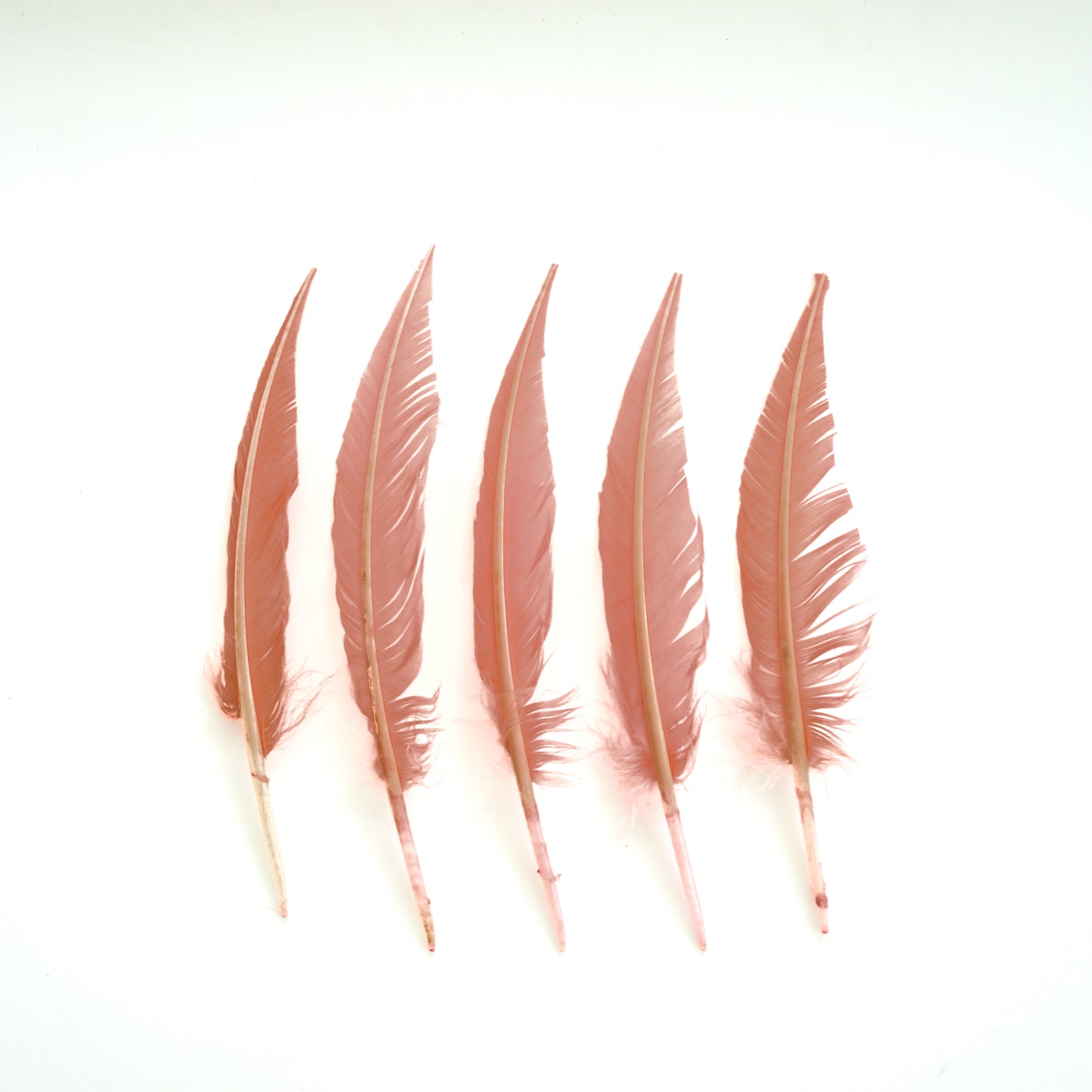 Candy Pink Dagger Turkey Quill Feathers 9-12"