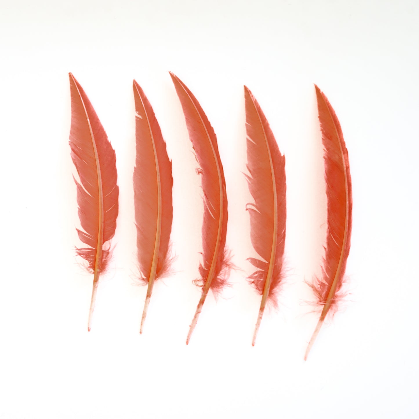 Coral Dagger Turkey Quill Feathers 9-12"