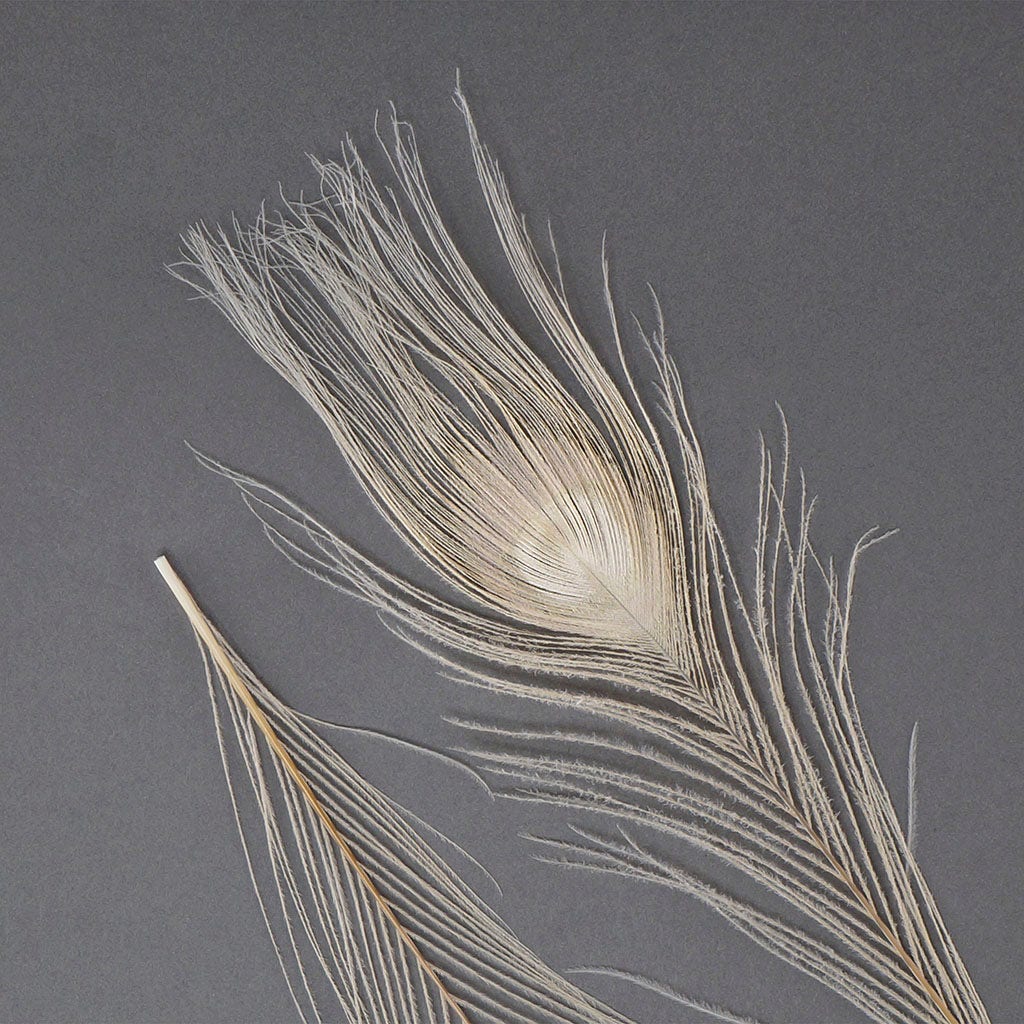 Peacock Feather Eyes Bleached & Dyed Eggshell