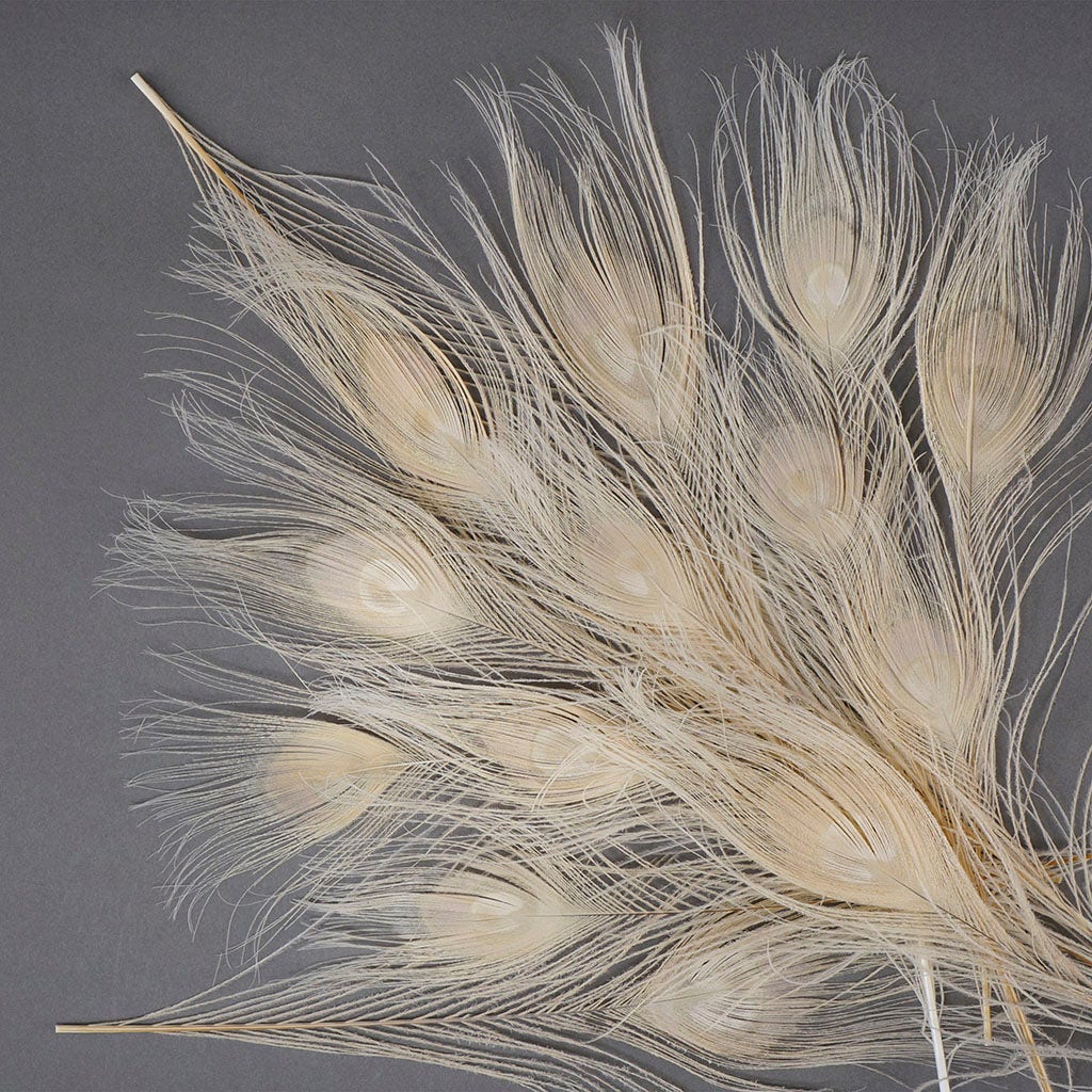 Peacock Feather Eyes Bleached & Dyed Eggshell