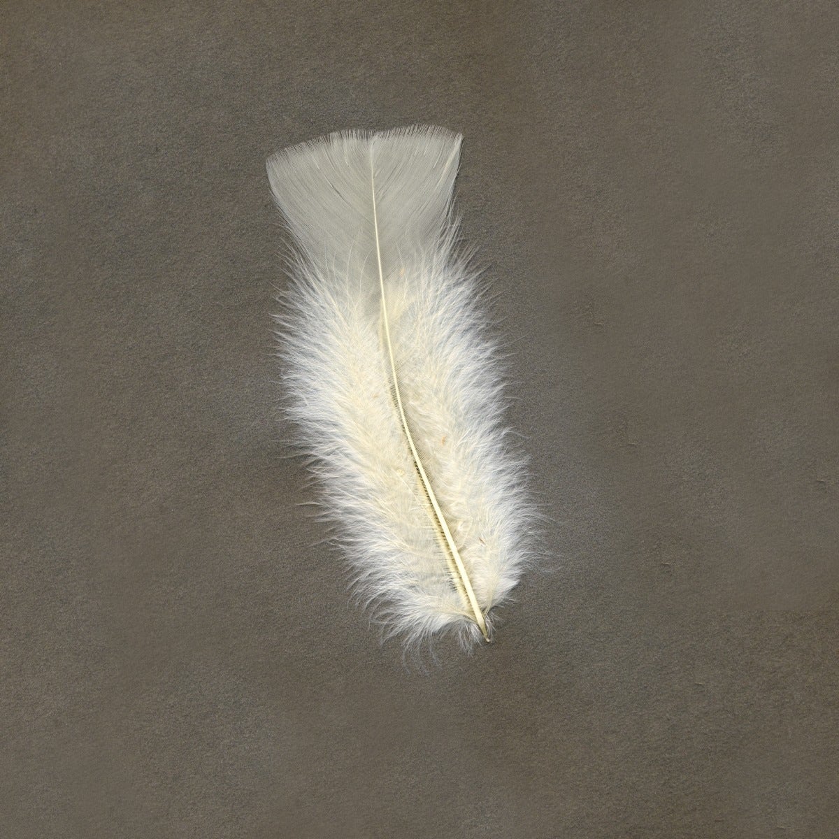 Loose Turkey Flats Dyed Feathers-Eggshell