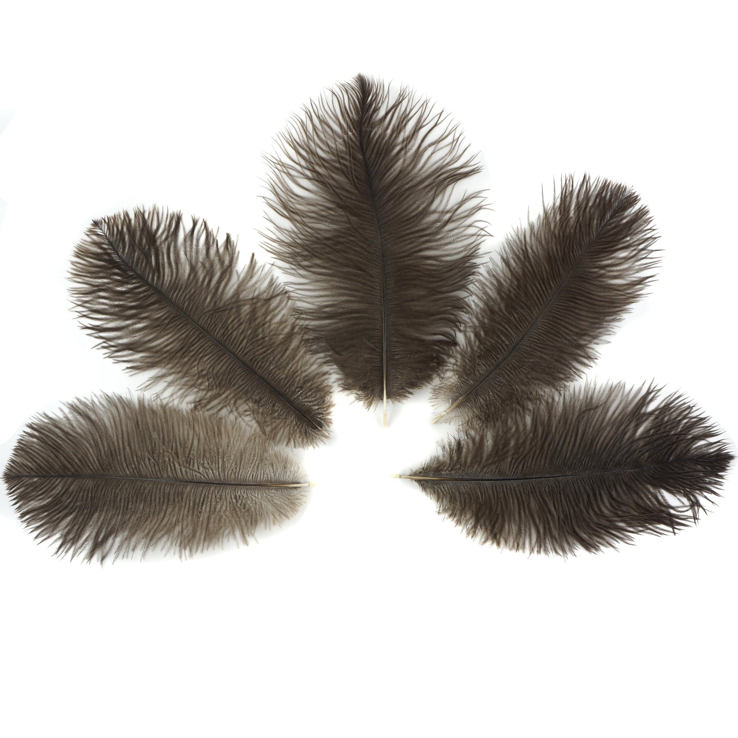 Ostrich Feathers 9-12" Drabs - Natural