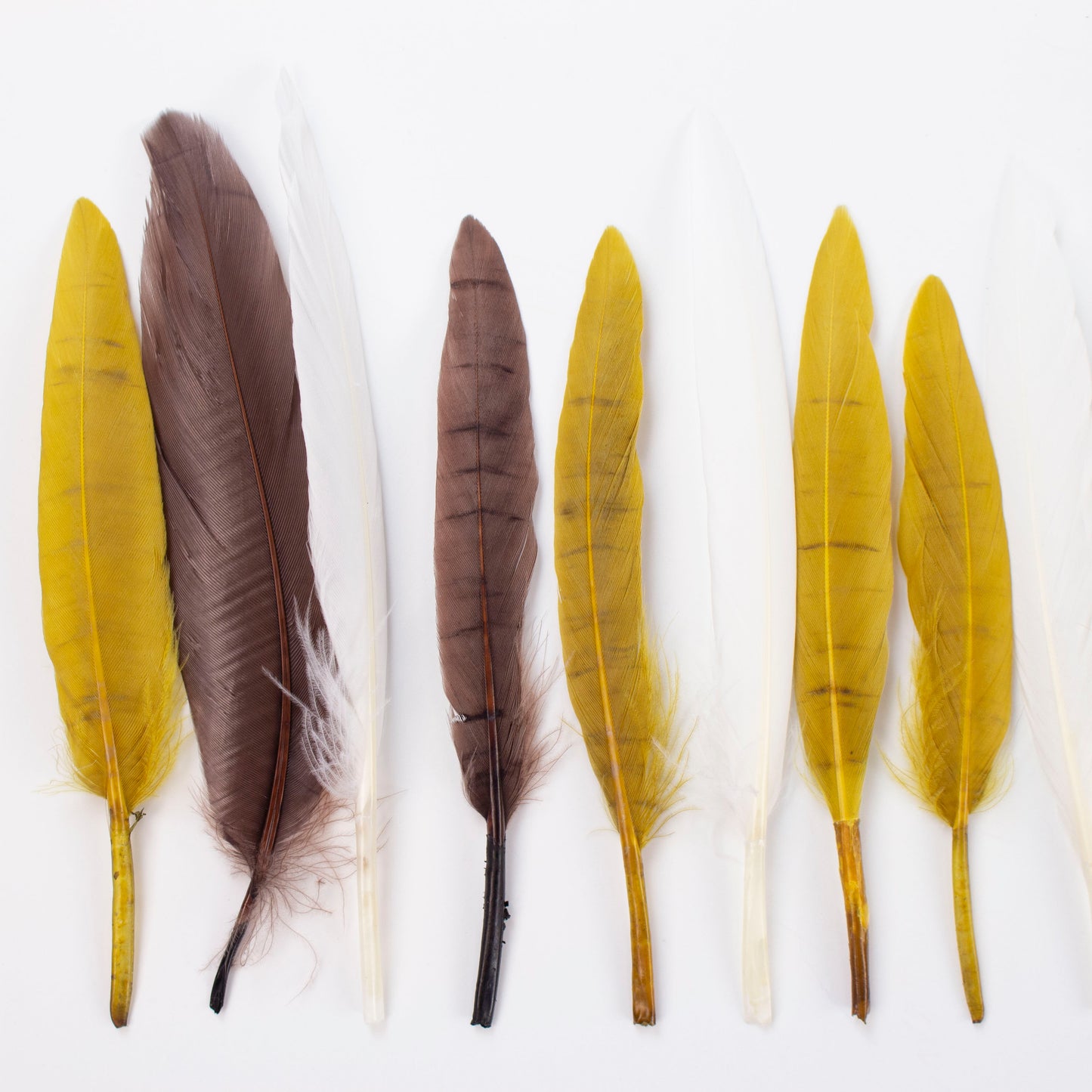 brown yellow white duck feathers