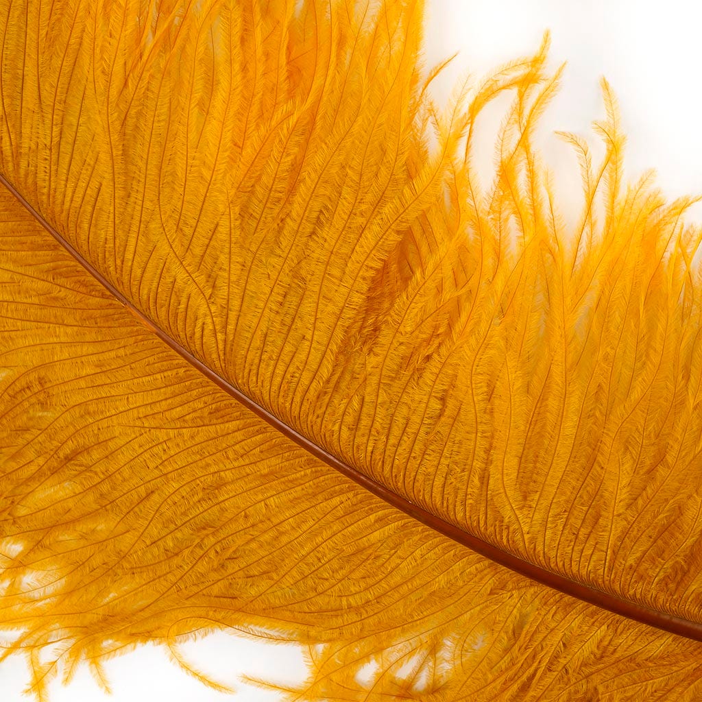 Large Ostrich Feathers - 24-30" Prime Femina Plumes - Marigold